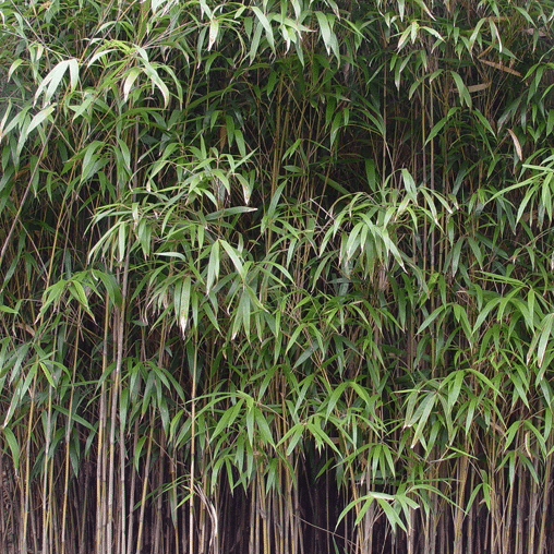 Pseudosasa japonica